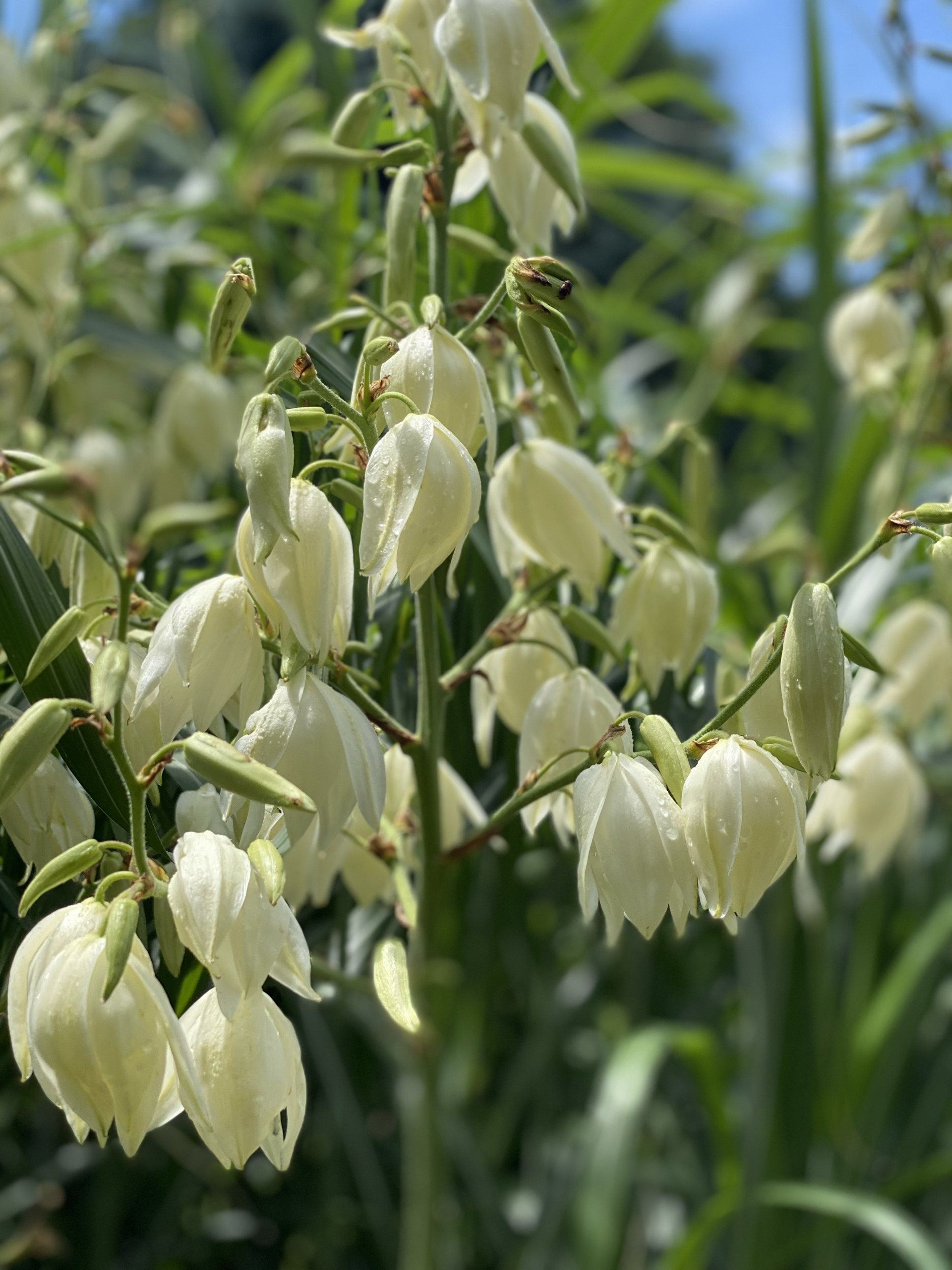 Yucca Plant June 2025